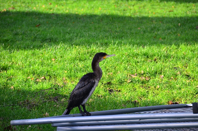 06 01 14_0425_edited-1.jpg - CORMORANT -  IFORD DURING THE GREAT FLOODS AND STORMS - 6.1.14 - DORSET